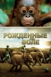 Рожденные на воле (2011) 